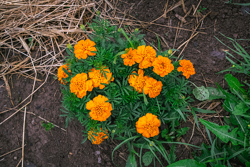 Tagetes lunulata Ortega - orange flowers in the summer garden