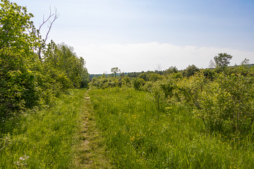 summer day in the forest, green