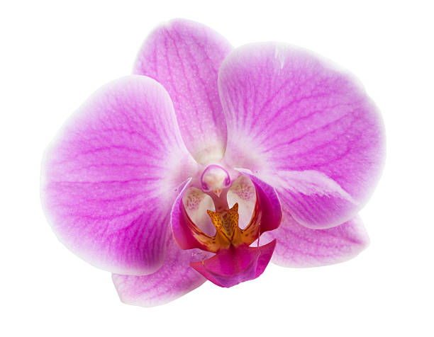 istock Purple Orchid Blossom Isolated 150014538