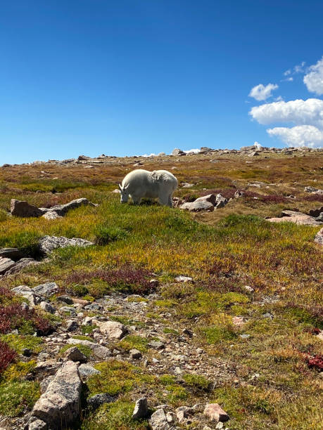 istock Colorado Mountain Goats 1500152202