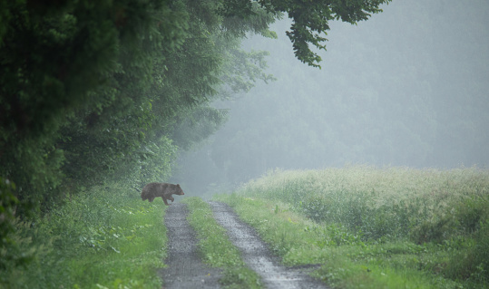 In North Japan, a Black Bear emerges from a forest crossing a dirt farm road on a wet foggy morning.