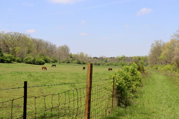 istock Horses in the Field 1500154423