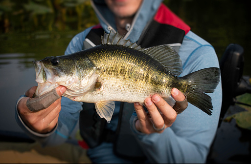 An angler holds up a largemouth bass from the Rappahannock River of Virginia.