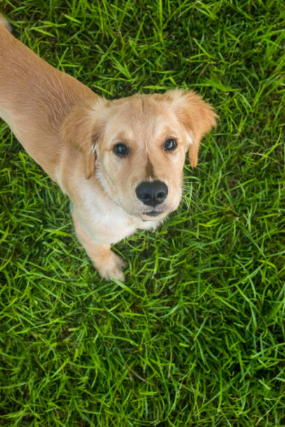 istock Golden Retriever Puppy Looking Up 1500155052