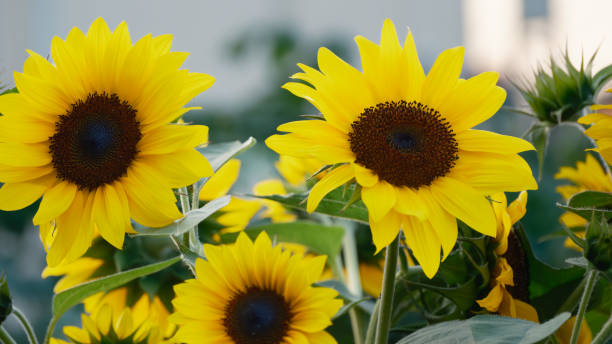 istock Sunflowers in full bloom in the field 1500159225