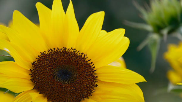 istock Sunflowers in full bloom in the field 1500159227