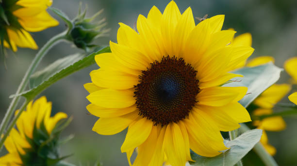 istock Sunflowers in full bloom in the field 1500159229