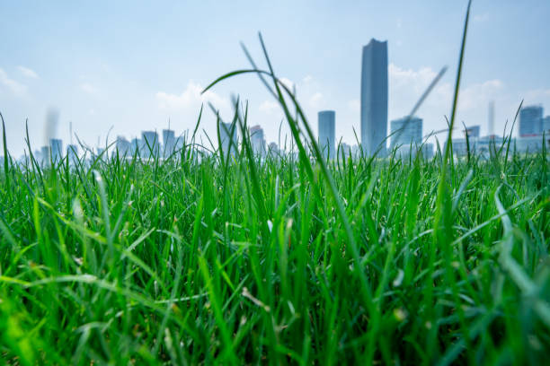 istock Panoramic skyline of Shanghai and thick grass 1500159591