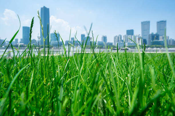 istock Panoramic skyline of Shanghai and thick grass 1500160077