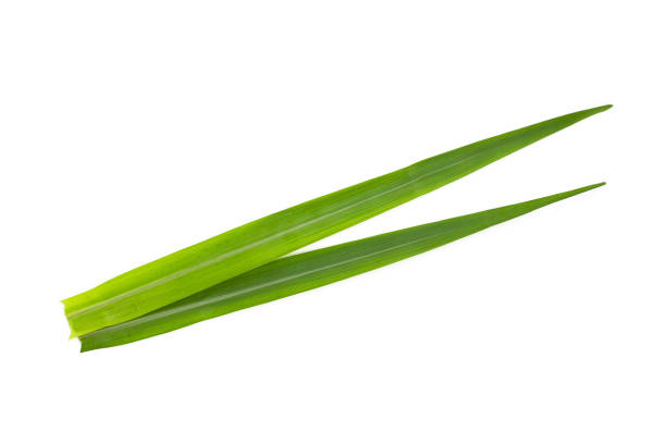 istock Sugar cane leaves on white background. 1500161667
