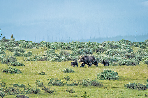 Grizzly bear and cubs walking across a meadow near Swan Lake in the Yellowstone Ecosystem in western USA, of North America. Nearest cities are West Yellowstone, Bozeman, Billings, Gardiner, and Cooke City, Montana., Cody and Jackson Wyoming, Denver, Colorado and Salt Lake City, Utah.