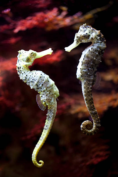 long-snouted seahorse in love long-snouted seahorse in love longsnout seahorse hippocampus reidi stock pictures, royalty-free photos & images