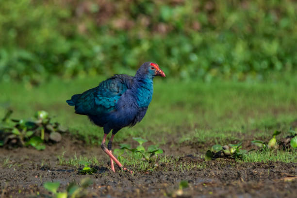 istock Purple Swamphen on the ground 1500168275