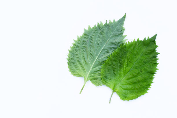 istock Green Shiso or oba leaves on white background. 1500168382