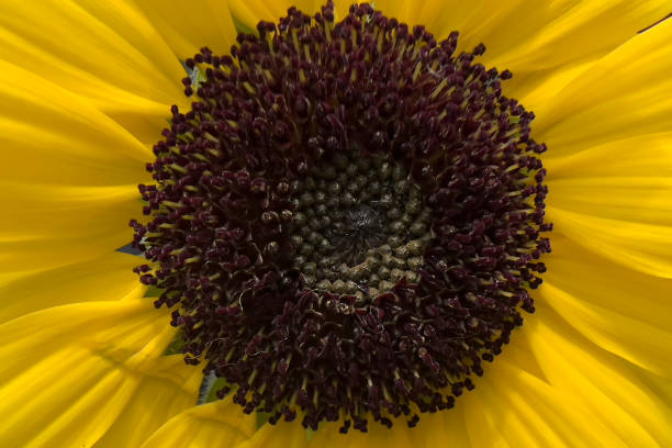 istock Detail of sunflower 1500169003