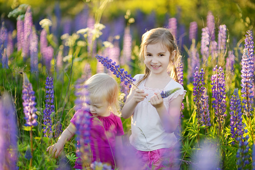 Two cute little sisters in blooming lupine field