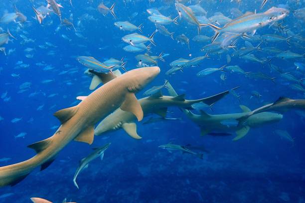 istock Nurse sharks swimming with fish 1500174173