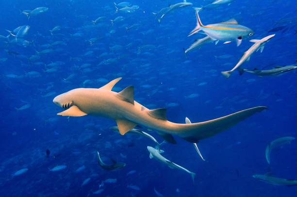 istock Nurse sharks swimming with fish 1500174695