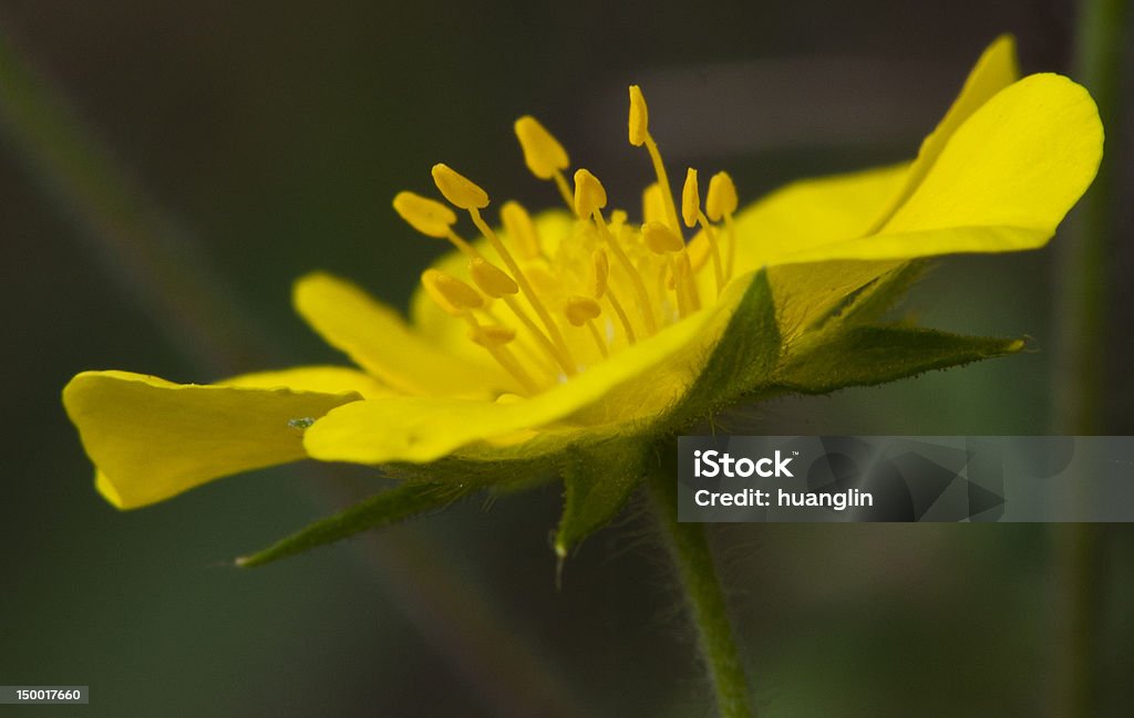 Gelbe Blume gegen grüne Hintergrund - Lizenzfrei Asien Stock-Foto