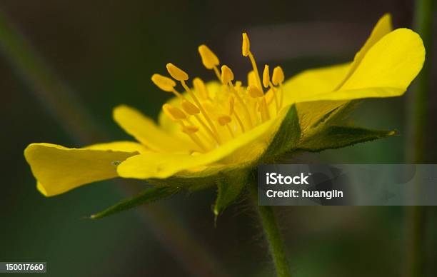 Gelbe Blume Gegen Grüne Hintergrund Stockfoto und mehr Bilder von Asien - Asien, Blume, Blüte