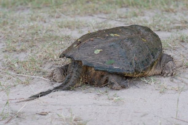 istock A relaxed snapping turtle on an early June morning in East Texas. 1500176930