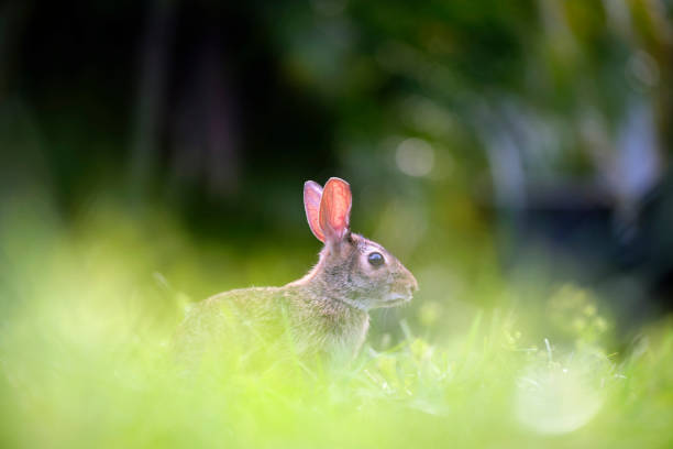 istock Grey small hare eating grass on summer field. Wild rabbit in nature 1500177191