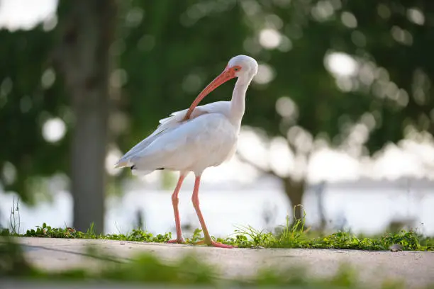 Photo of White ibis wild bird, also known as great egret or heron walking on grass in town park in summer