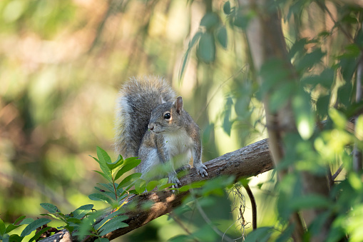 Hermosa ardilla gris salvaje en arbustos de Florida photo