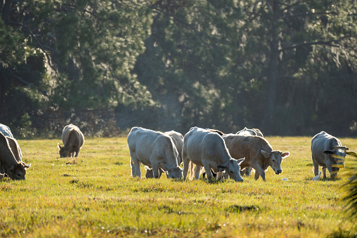 Feeding of cattle on farmland grassland. Milk cows grazing on green farm pasture on warm summer day.