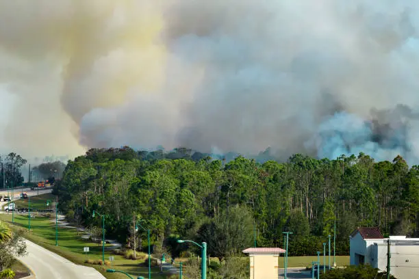 Fire department firetrucks extinguishing wildfire burning severely in Florida jungle woods. Emergency service vehicles trying to put down flames in forest.