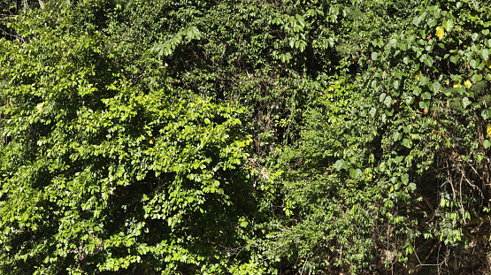 tropical leaf foliage nature green background