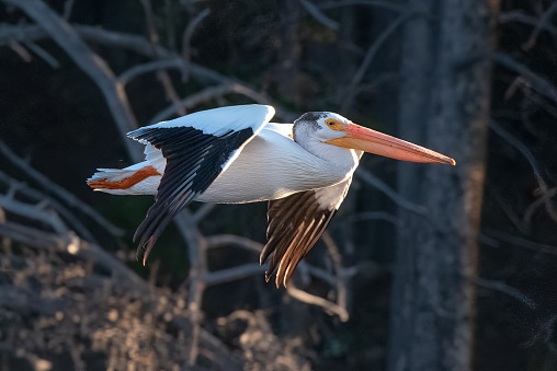 American White Pelican flying by close in the Yellowstone Ecosystem in western USA, North America. Nearest cities are West Yellowstone, Bozeman, Billings, Gardiner, and Cooke City, Montana., Cody and Jackson Wyoming, Denver, Colorado and Salt Lake City, Utah.