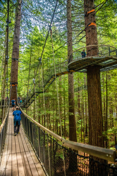Redwoods Forest Tree Top Walk is a Recreational walk featuring 28 suspension bridges through redwood trees that are over 120 years old on the outskirts of Rotorua, New Zealand. Taken in Rotorua, New Zealand on Nov 28 2019 stock photo