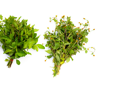 Yellow flower with green leaves of acmella oleracea or toothache plant with brazilian peppertree leaveson white background