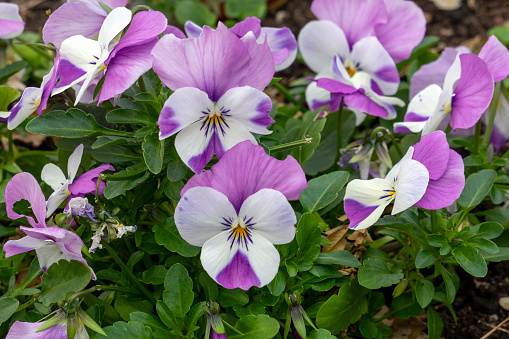 The garden pansy (Viola × wittrockiana) is a type of large-flowered hybrid plant cultivated as a garden flower.  English common names, such as pansy, viola and violet may be used interchangeably.