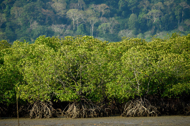 istock mangrove forest ecosystem. in nature of Thailand 1500182228