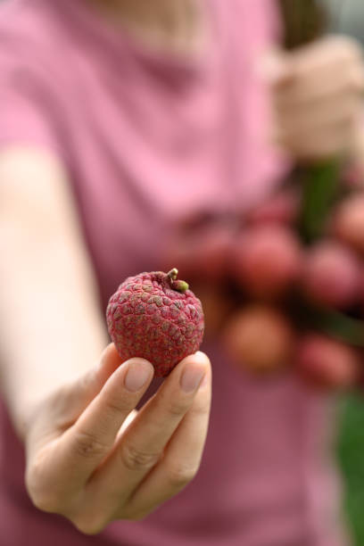 istock Lychee fruit holding by hand, Tropical fruit in summer season 1500183925