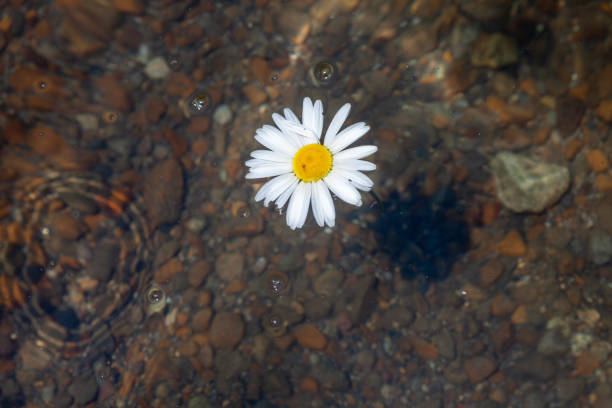 小川のベッドに浮かぶデイジーの花