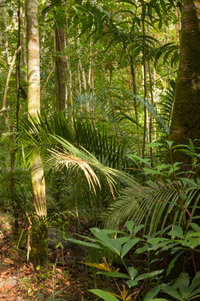 istock Rainforest on the island of langkawi , Malaysia 1500190305