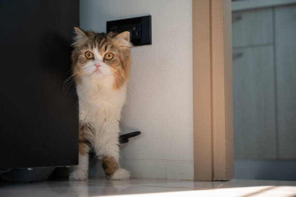 istock Curious crossbreed Persian cat hiding behind the refrigerator when she saw stranger. 1500194042
