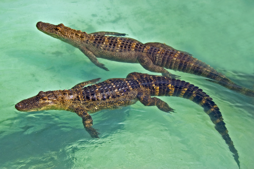 Two American allicators swimming in clear water