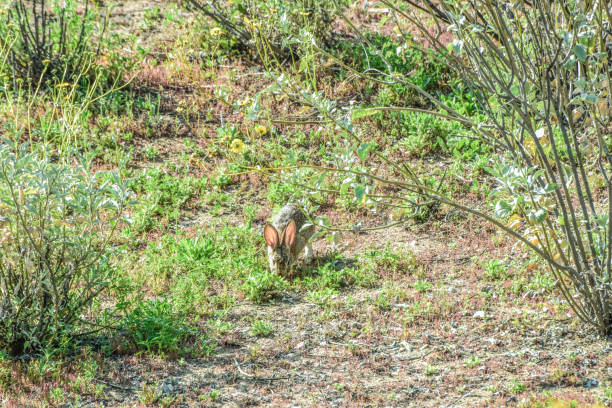 istock Wild Rabbits of California 1500196890