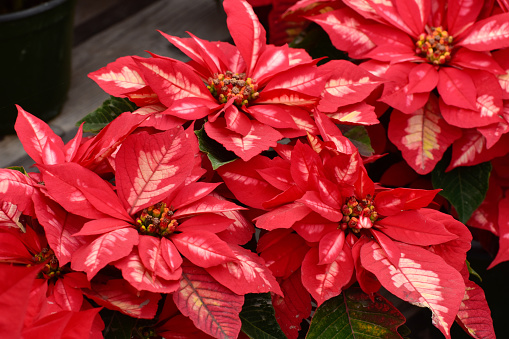 The close up image of the leaves and buds of a poinsettia plant during the Christmas season.