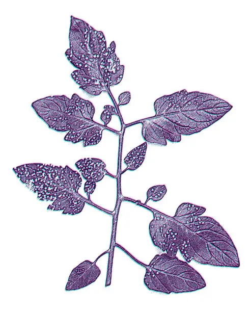 Vector illustration of Pest damage on tomato leaves. Glitch Technique