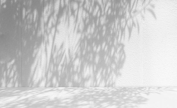 istock background and concrete backdrop and cement shelf showing products in black and gray ,  Empty studio interior and leaf shadows and the text background is empty 1500200966
