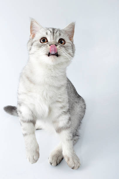 silver tabby Scottish cat with tongue out jumping adorable silver tabby Scottish 4 months old cat with tongue out jumping cat sticking out tongue stock pictures, royalty-free photos & images