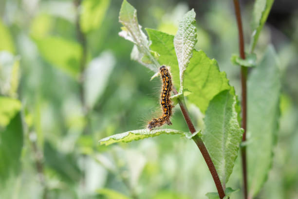 istock Yellow caterpillar on leaf with defocused foliage. 1500201309