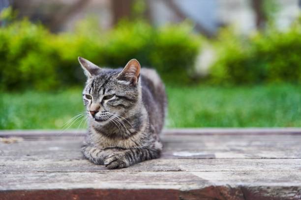 istock Gray cute street cat sitting on a bench 1500201850