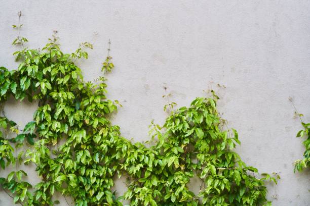 The Green Creeper Plant on a wall. Background