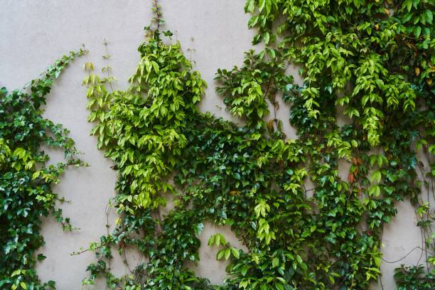 istock The Green Creeper Plant on a wall. Background 1500202968